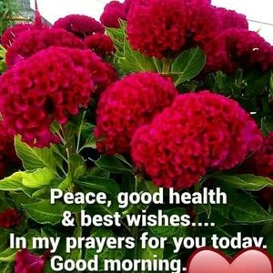 Meet your Posher, Curtis